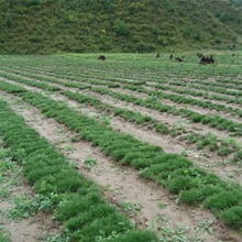 36 50公分云杉 树木 宁夏六盘山苗木基地