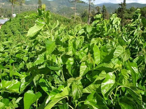 北朝林木的作用这么大,不光可以建房,竟然还可以用来美容