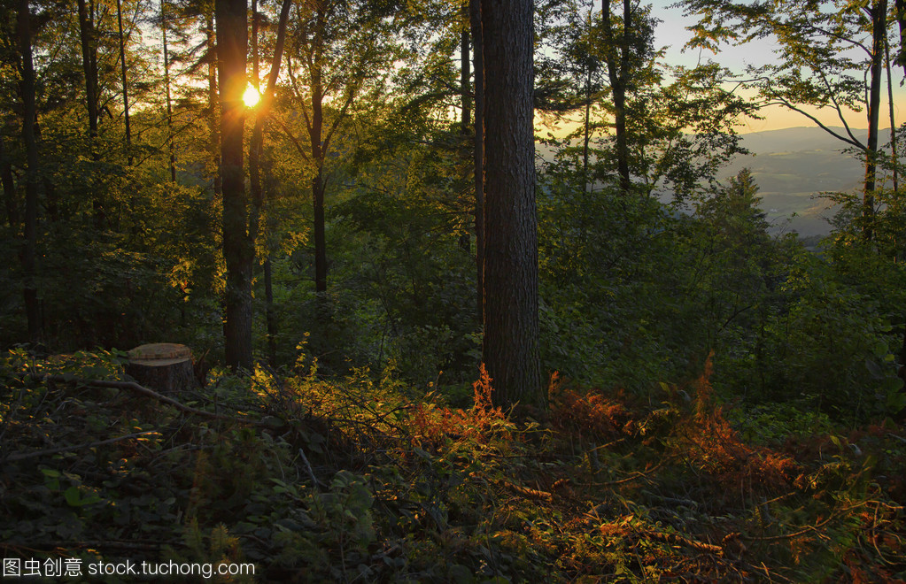 日落森林树木