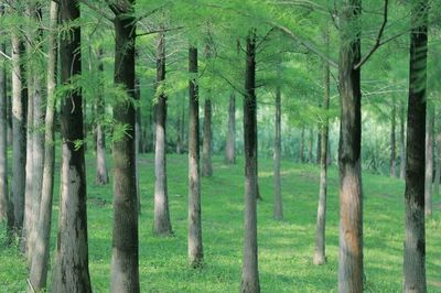 农村经济林木补偿标准