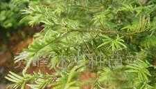 ,红豆杉种苗,林木种苗,野生树苗,珍希种苗_农副产品_世界工厂网中国产品信息库
