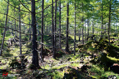 一路向北--呼伦贝尔大草原夏日畅快淋漓的撒欢行