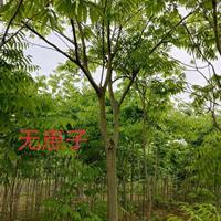 江西[产品]/江西无患子4价格/报价