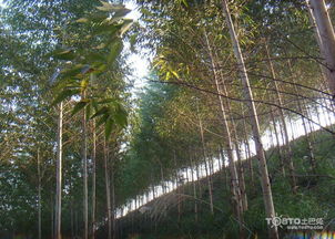 桉树价格新统计