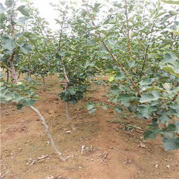 保山甜红籽山楂苗价格 采购价格