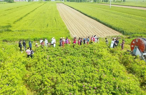 驻马店市首届盛景玫瑰园鲜花节启动