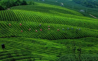 这个经营许可证海曙首次核发 与农业有关来了解下