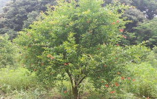 盗伐林木罪一般判多久