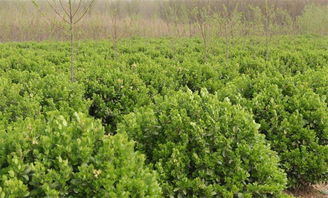 山东省林木种苗龙头企业 名单发布,龙力子公司鳌龙农业上榜