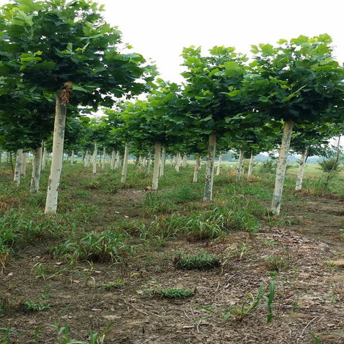 定州君涛林木育苗场 常绿树 大乔木