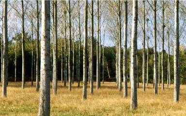 《森林法》规定,砍自家的树也要申报,否则被抓并可能获刑._社会_网