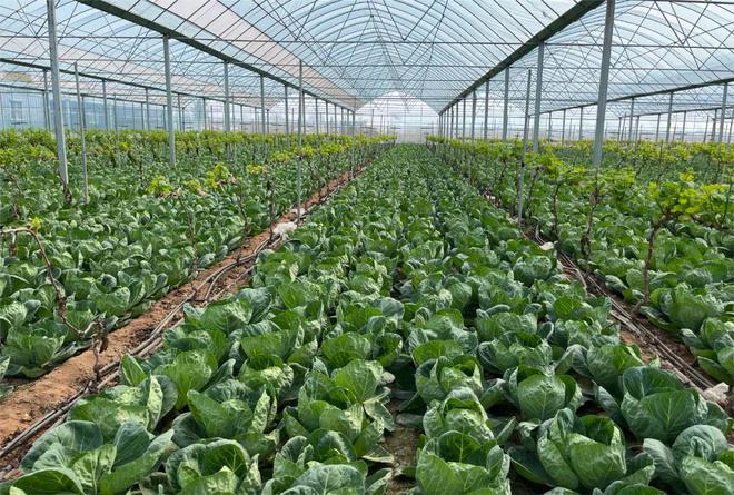 永年有了“健康夜市”!永年蔬菜基地现代化建设见成效