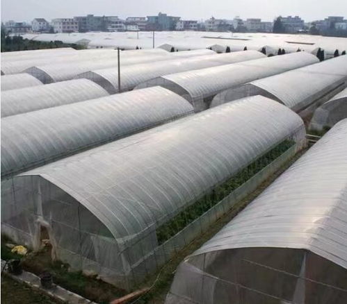 二连浩特大棚厂欢迎咨询