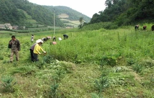 夏季天气炎热,新栽的绿化林木该如何综合管理