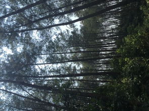 活立木山场林木经营权出让信息