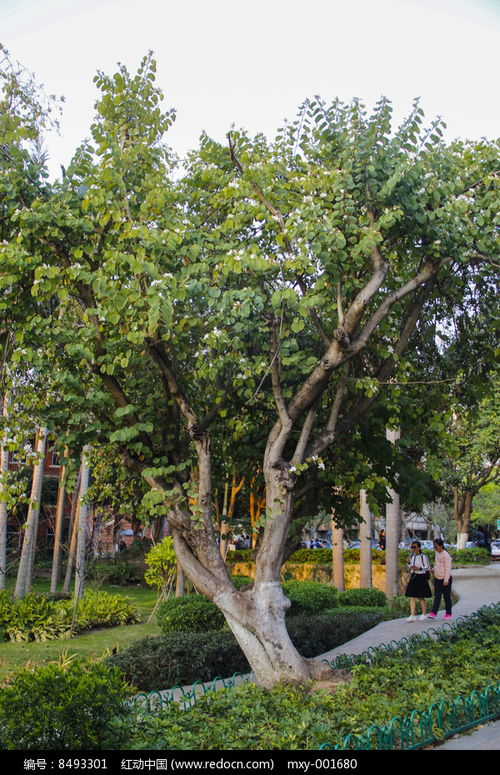 校园林木高清图片下载 红动网