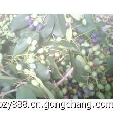 供应流苏种子,批发流苏种子,出售流苏种子价格_农副产品_世界工厂网