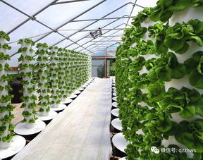 阳光板助力农业生态餐厅建设