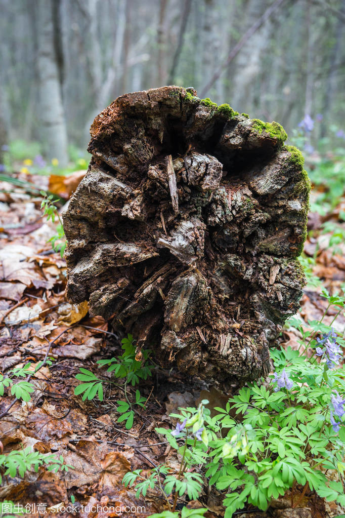 树的树桩和树根在卡卢加河的破定居点