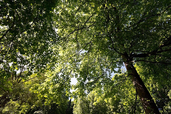背景图片自然风光植物