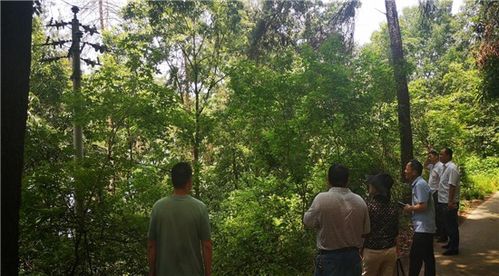 驻马店市林业局组织审前联合踏查 确保林木采伐审批精准高效