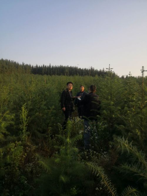 赤壁市森林公安局破获一起滥伐林木案