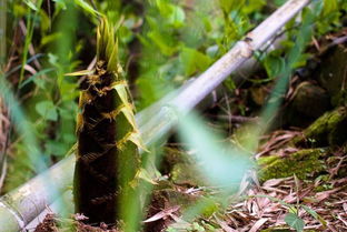 赶紧 免费送笋子了 向峨 赵家沟首届采笋节 强势来袭