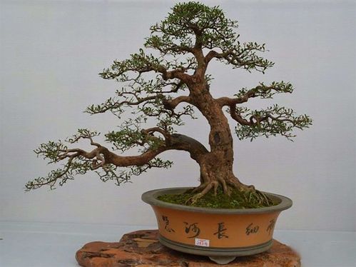 玩盆景,明理才能出精品