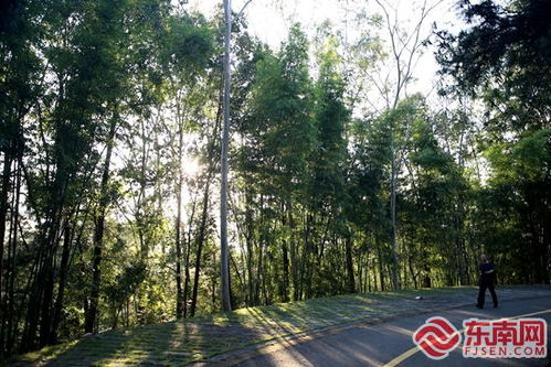 华安县竹类植物园入选第一批省级林木种质资源库