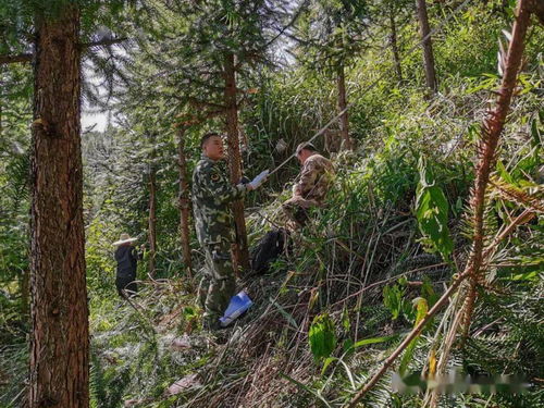 七坡与高楼山林场2.5万亩合作林地林木外业评估调查圆满完成