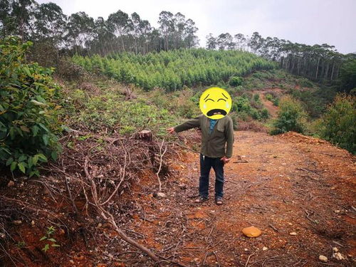 阳江这2人盗伐林木被抓