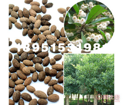 【大叶杜英林木种子花木树种工程绿化苗木种子庭院种植基地直销】沭阳县瑞智花卉苗木园艺场 - 产品库