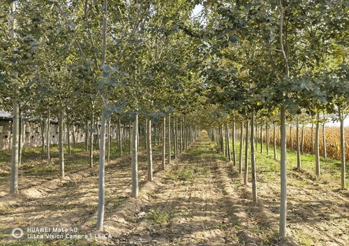 重要进展 北林大新增2个国家林木良种