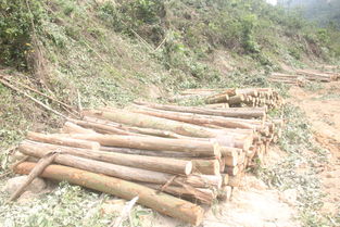 真金白银买林木 无证砍伐被抓获