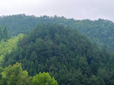 浙江省-林木