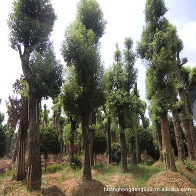 【灌木】优价优质低价直销绿化树苗 茶花 海石榴曼陀罗玉茗花耐冬_经济林木_农林牧渔行业_产品_中国特产网