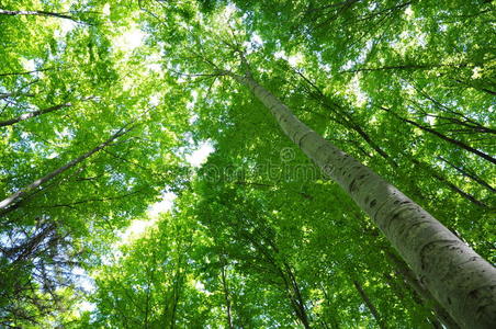 美丽的春天白桦林树叶,晨光中的鲜叶