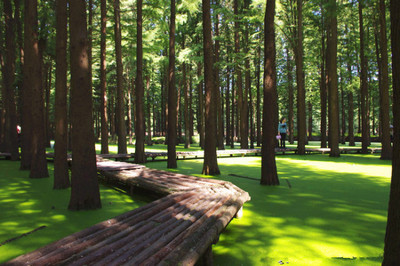 采棕叶、赛龙舟、做香囊…今年带娃到这里过一个不同寻常的端午节