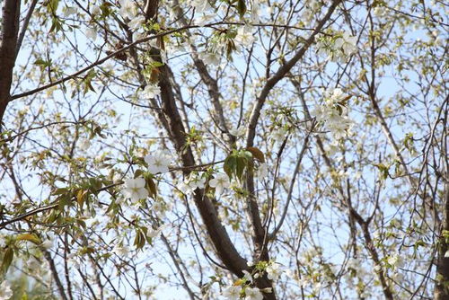 免费赏花 这里的牡丹花海即将盛开