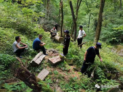 近日,康南大队连续破获三起盗伐林木案