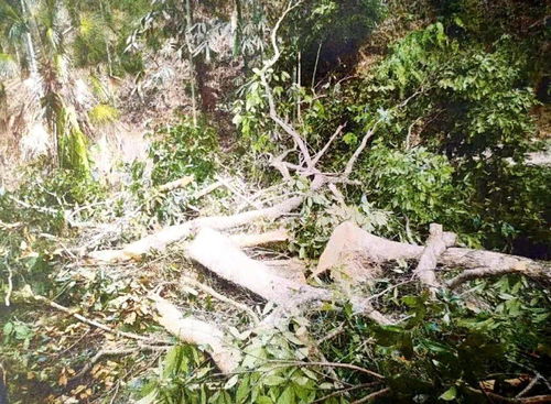 山中采药发现珍贵林木,一时贪心带来的一生悔恨