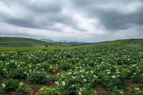 一送最少几十吨,支援湖北的背后是世界第一硬核蔬菜大国