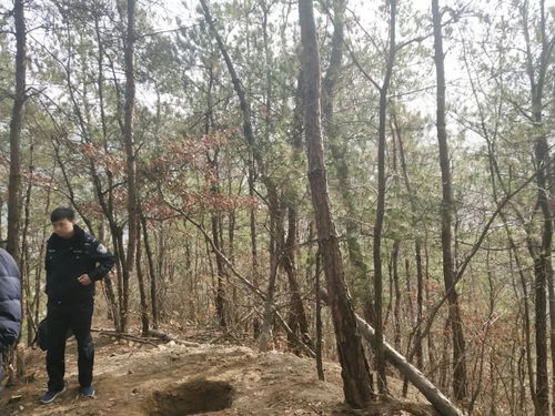 英山森林公安破获一起滥砍滥伐林木案件 事发英山县杨柳湾镇