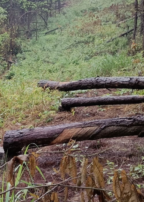 冷水滩区良木塘村村民经济林木被砍伐无补偿