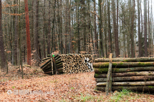 林木秋天森的材伐新剪的树堆积起来秋天的风景