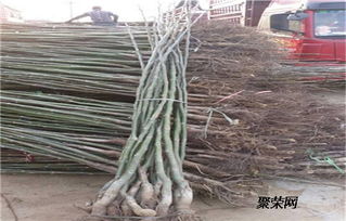 碧根果苗报价 碧根果苗繁育基地