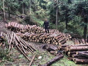 纳雍一村民砍伐自家林木,竟也犯法