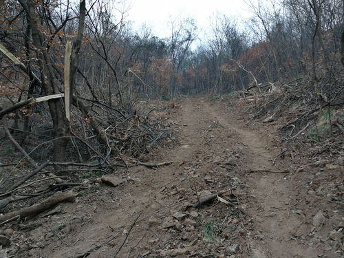 麻城森林公安成功侦破一起滥伐林木案 收缴林木20株涉案4万元