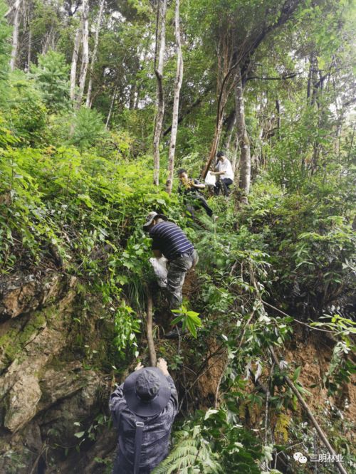 赞 沙县在全省率先通过林木种质资源普查省级复核