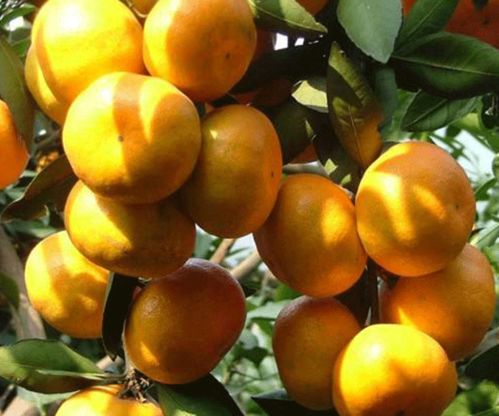 湘潭世纪红美国糖橘种植基地询问报价 湖南千思农林